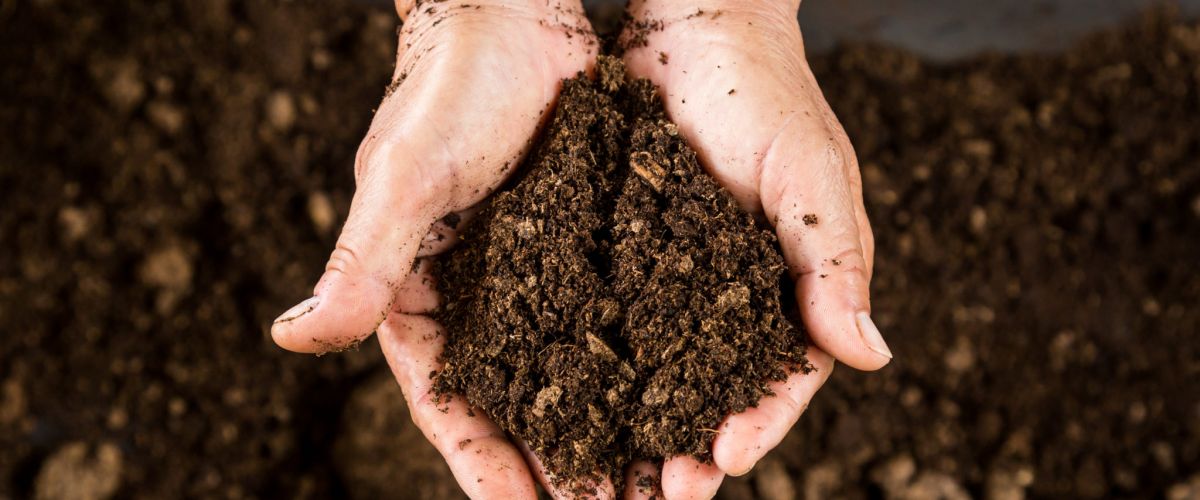 organic potting soil